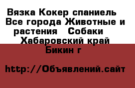 Вязка Кокер спаниель - Все города Животные и растения » Собаки   . Хабаровский край,Бикин г.